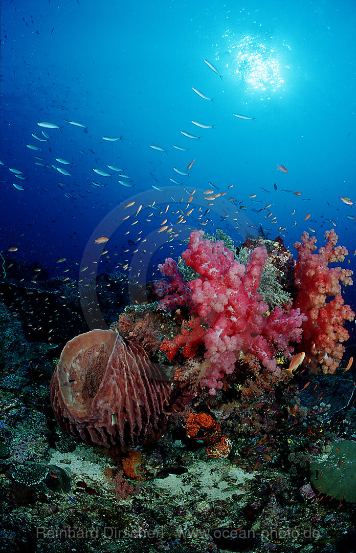 Coral reef