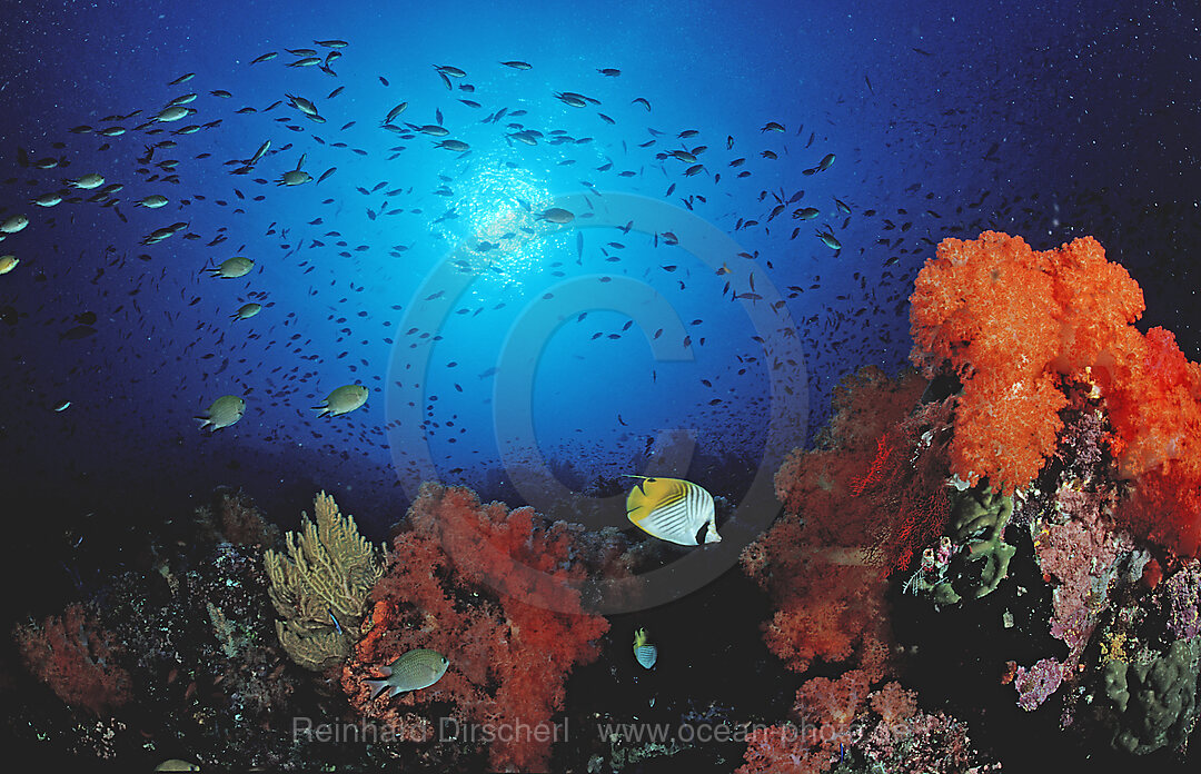 Coral reef