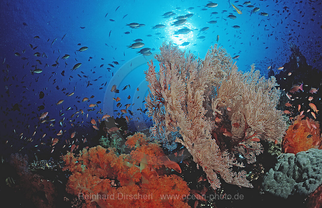 Coral reef