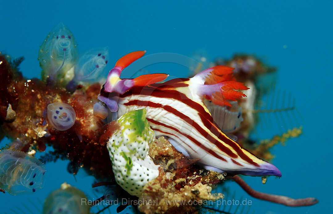 Neonstern-Nacktschnecke, Neonsternschnecke
