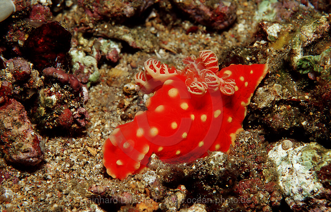 Neonstern-Nacktschnecke, Neonsternschnecke