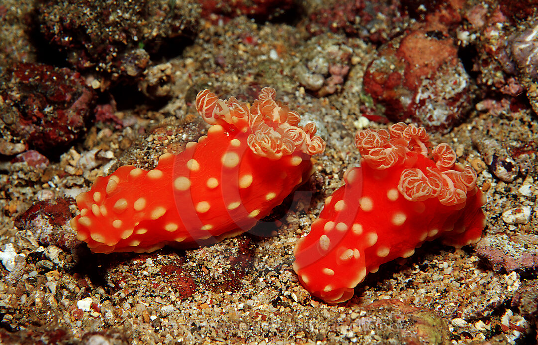 Neonstern-Nacktschnecke, Neonsternschnecke