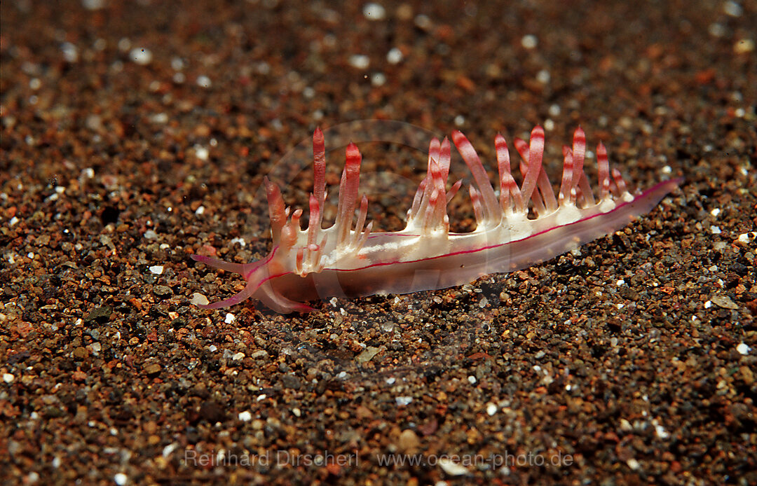 nudibranch