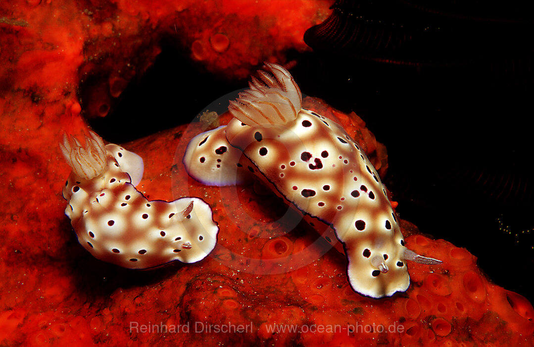 Two nudibranches on red sponge, Risbecia tryoni, Indian Ocean, Komodo National Park, Indonesia