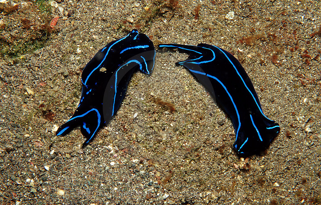 Two nudibranches