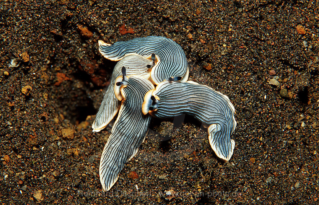 Feeding nudibranches