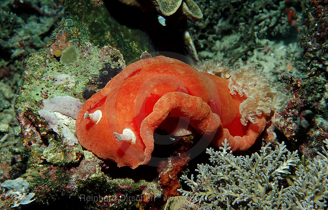 Spanish dancer (nudibranch)