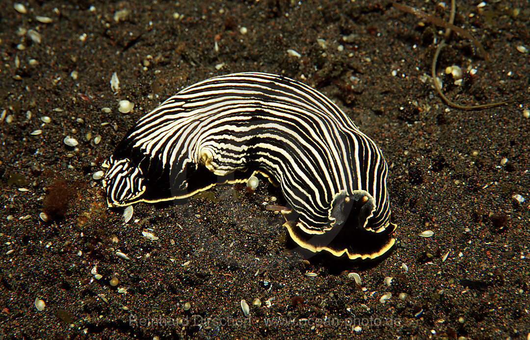 Furchenschnecke, Nacktschnecke
