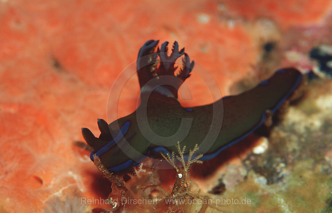 nudibranch, Neon slug