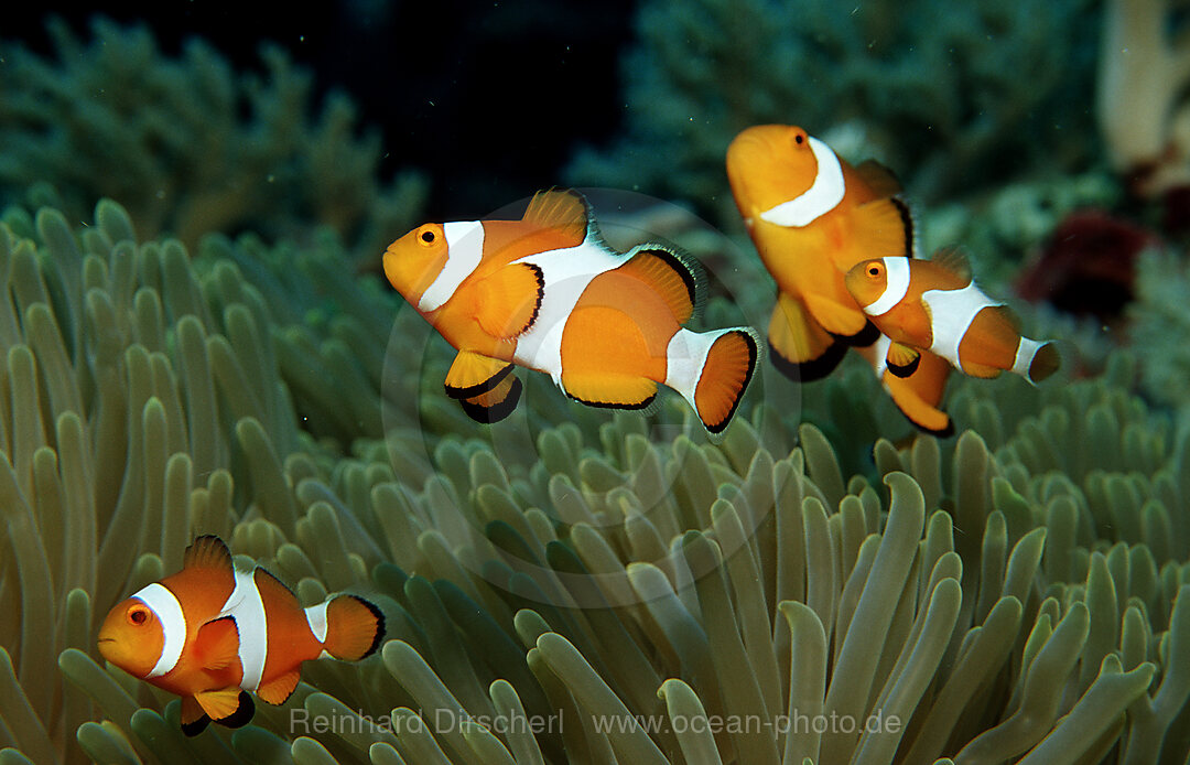 Orange-Ringel-Anemonenfische, Clownfisch