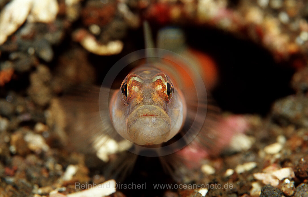 Rotband-Waechtergrundel, Amlyeleotris fasciata, Indischer Ozean, Komodo National Park, Indonesien