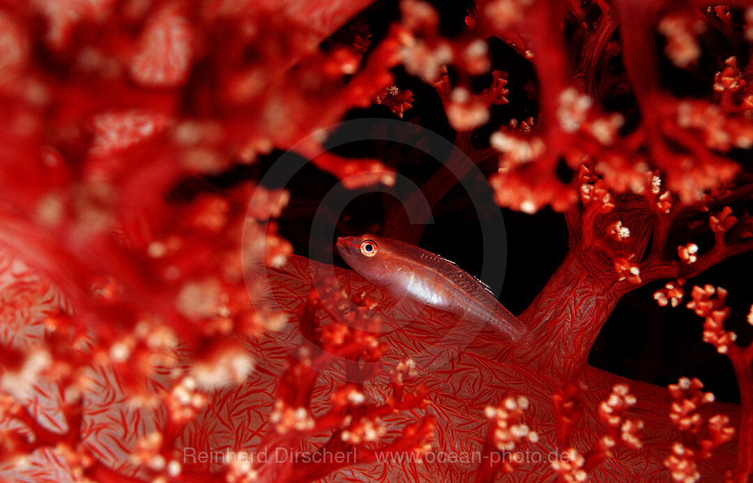 Common ghost goby on soft coral