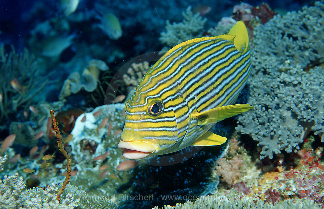 Goldstreifen-Suesslippe, Plectorhinchus polytaenia, Indischer Ozean, Komodo National Park, Indonesien