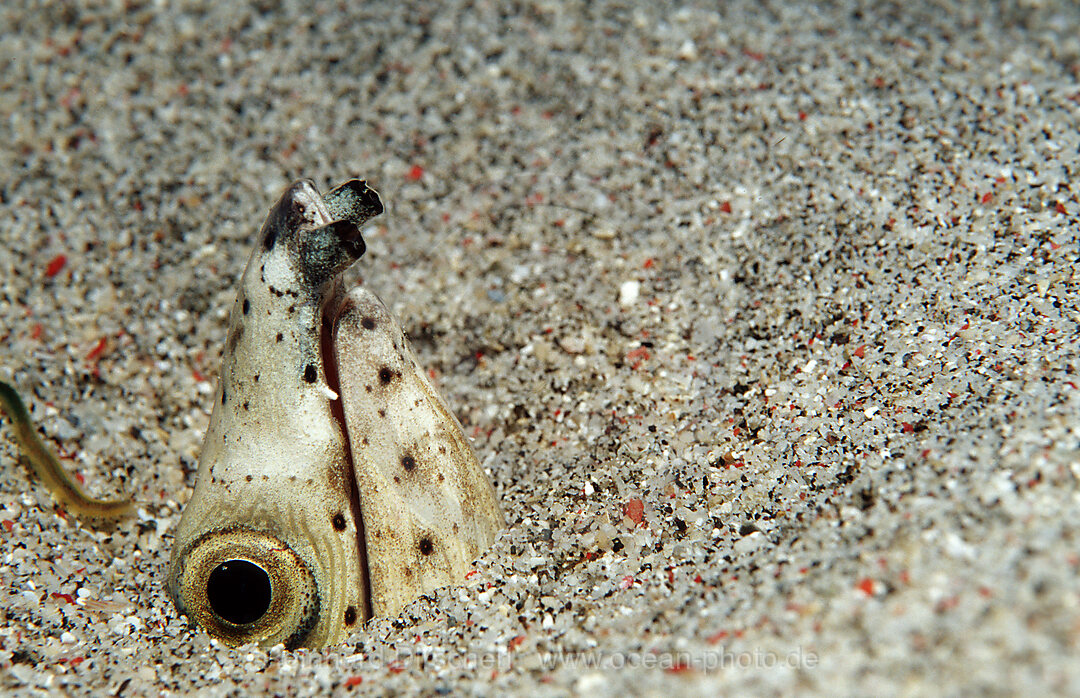 Dark-shouldered snake eel, Ophichtus cephalozona, Indian Ocean, Komodo National Park, Indonesia