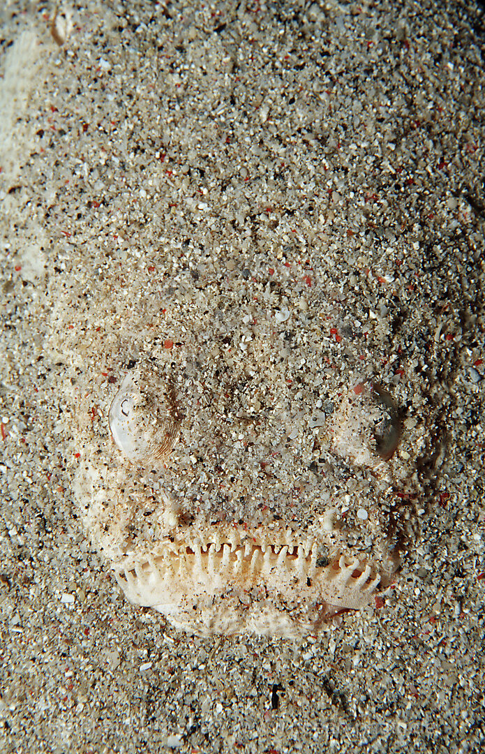 Marmorierter Himmelsgucker