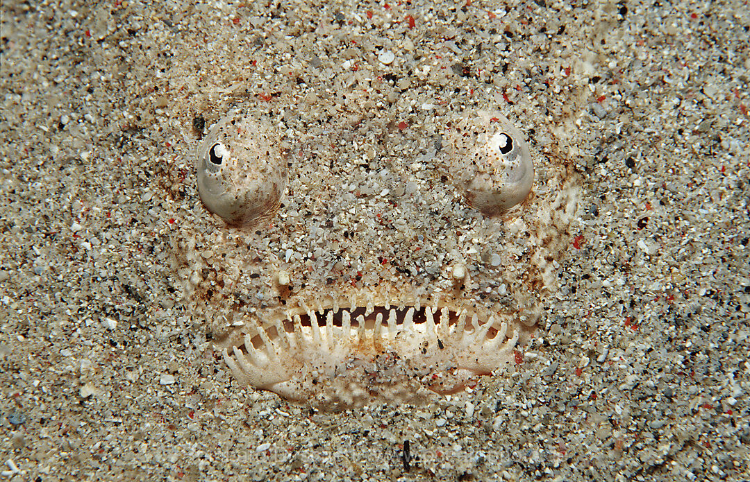 Marbled stargazer, Uranoscopus bicinctus, Indian Ocean, Komodo National Park, Indonesia