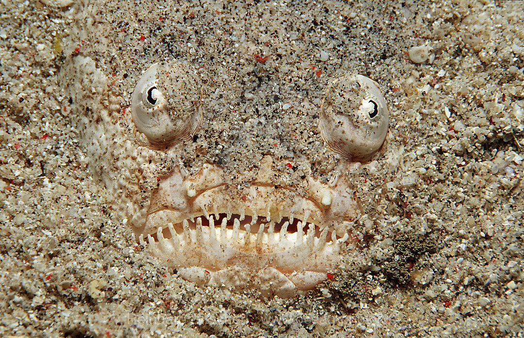 Marbled stargazer, Uranoscopus bicinctus, Indian Ocean, Komodo National Park, Indonesia