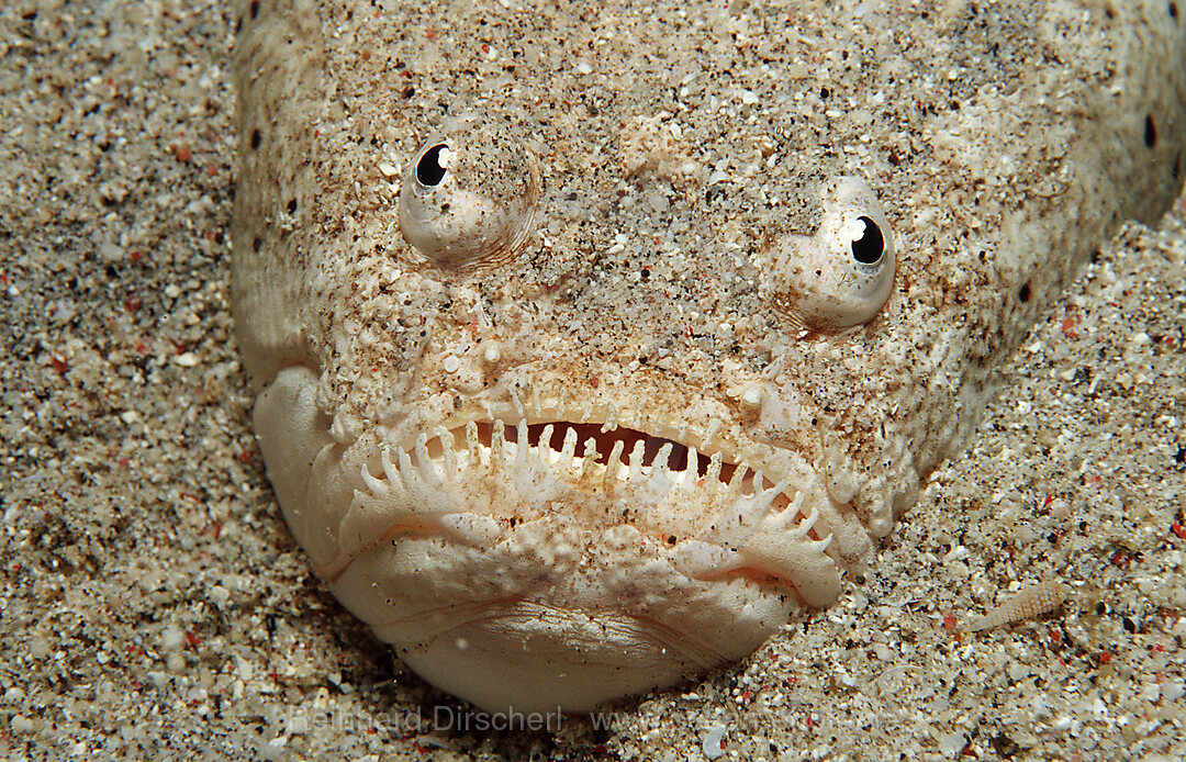 Marbled stargazer, Uranoscopus bicinctus, Indian Ocean, Komodo National Park, Indonesia