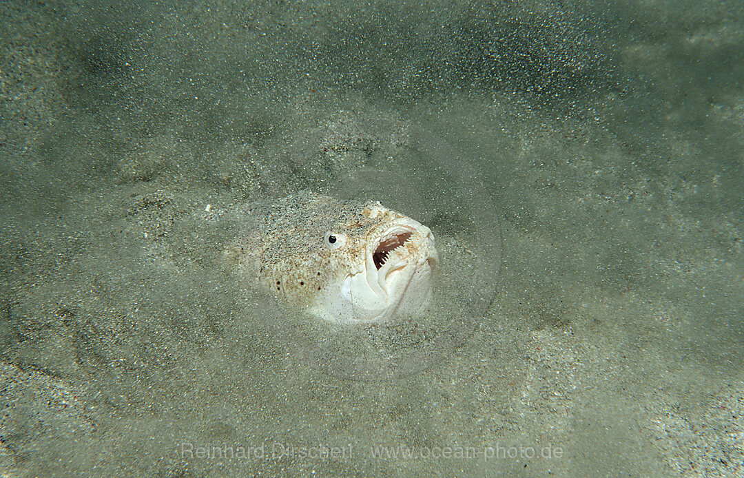 Marbled stargazer