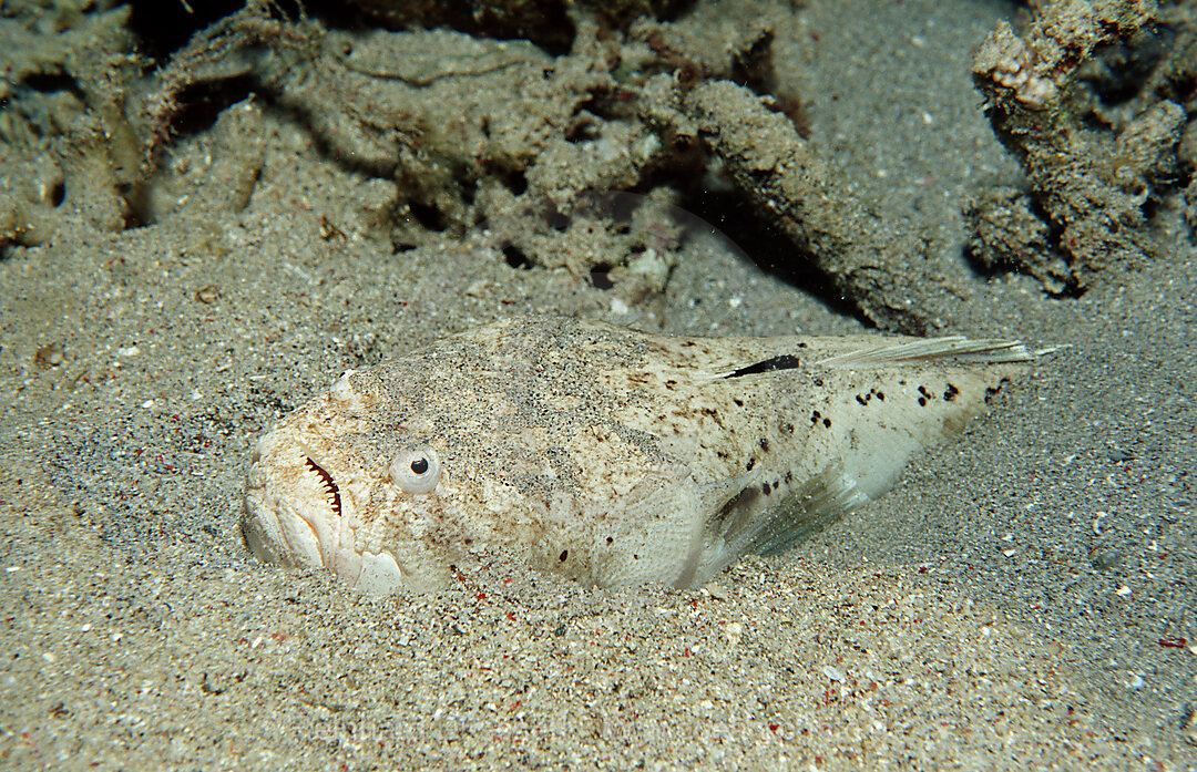 Marmorierter Himmelsgucker, Uranoscopus bicinctus, Indischer Ozean, Komodo National Park, Indonesien