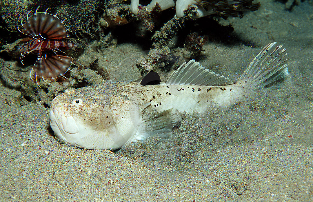 Marbled stargazer