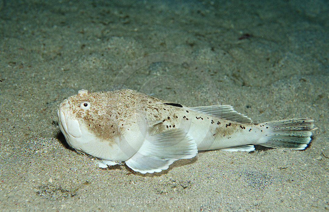 Marmorierter Himmelsgucker, Uranoscopus bicinctus, Indischer Ozean, Komodo National Park, Indonesien