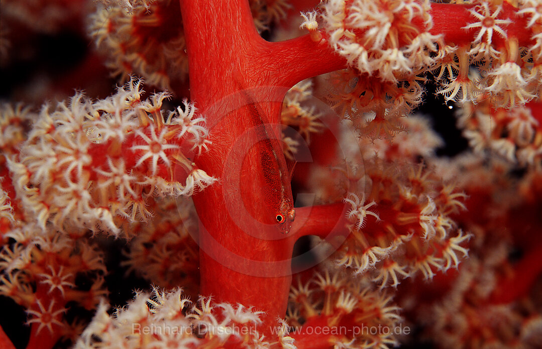 Gorgonian goby, Bryaninops amplus, Thailand