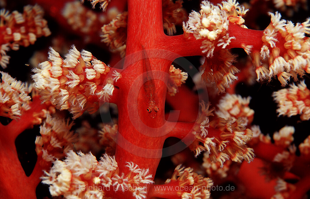 Gorgonian goby, Bryaninops amplus, Thailand