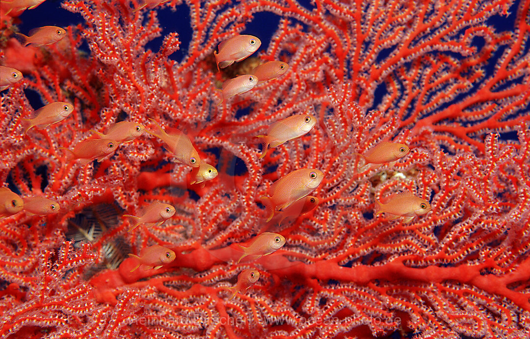 Juvenile Lyrethail anthias