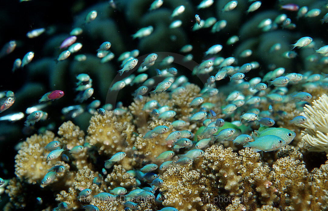 Blue-green chromis