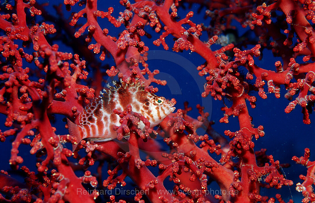 Zwerg-Korallenwaechter, Cirrhitichthys falco, Indischer Ozean, Komodo National Park, Indonesien