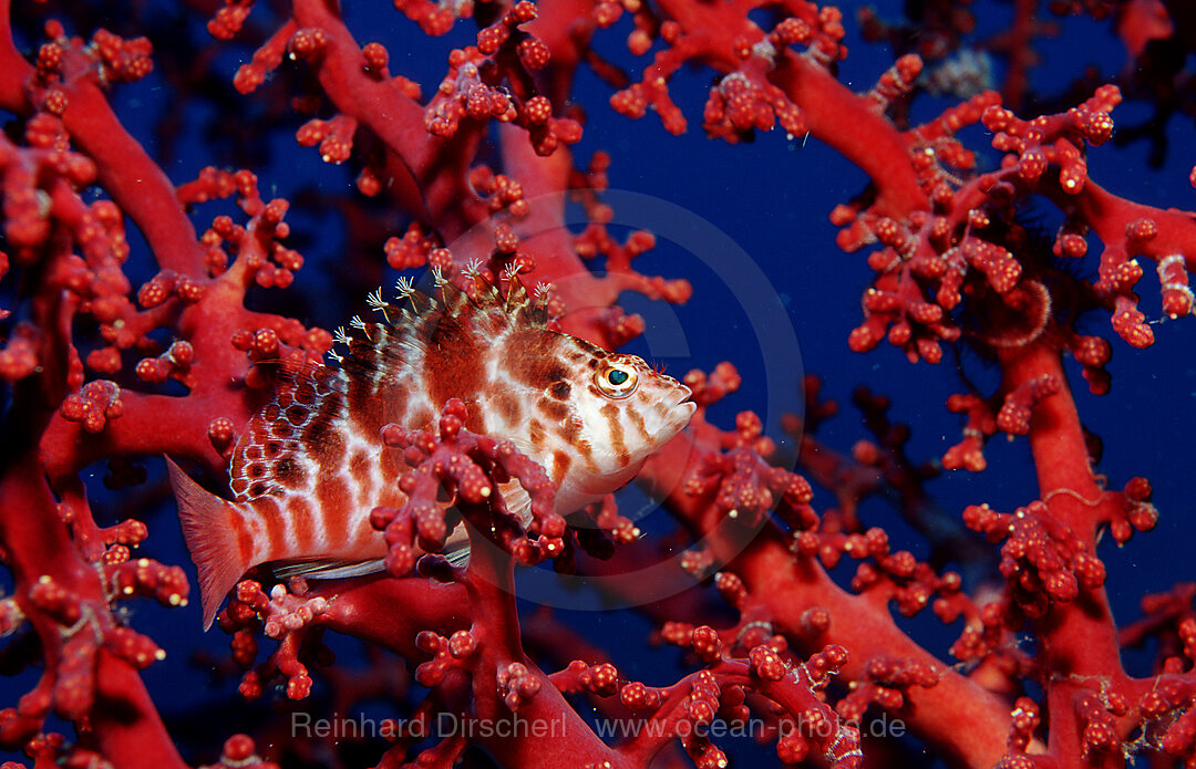 Dwarf hawkfish