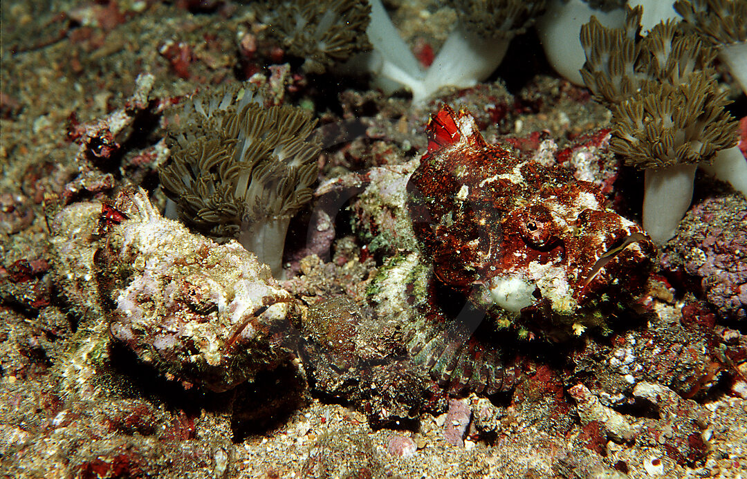 A pair of False stonefish