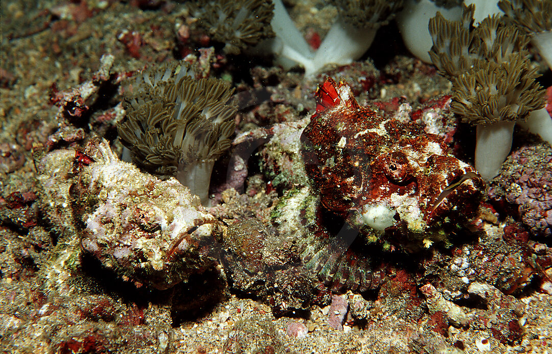 Zwei Buckel-Drachenkopf, Scorpaenopsis diabolus, Indischer Ozean, Komodo National Park, Indonesien