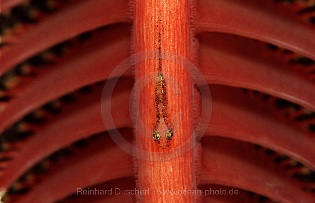Loki whip-goby on a Sea pen