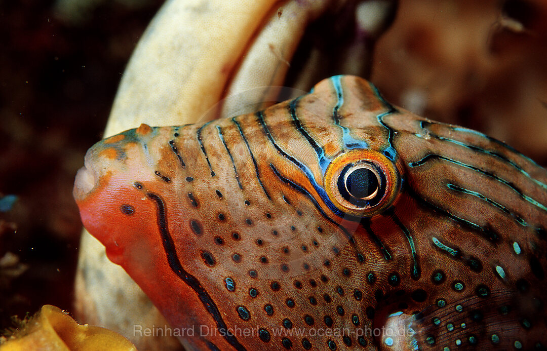 Papua-Spitzkopfkugelfisch