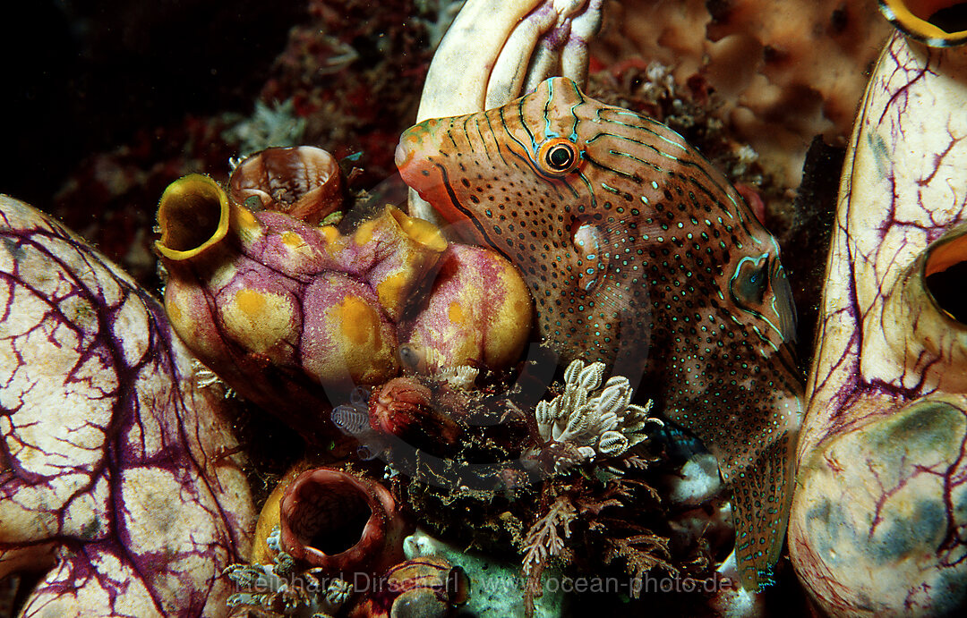 False-eyed puffer