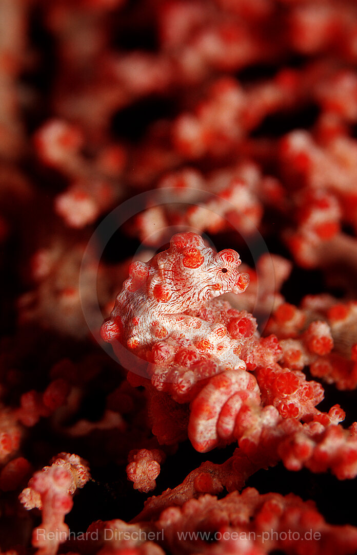 pygmy seahorse