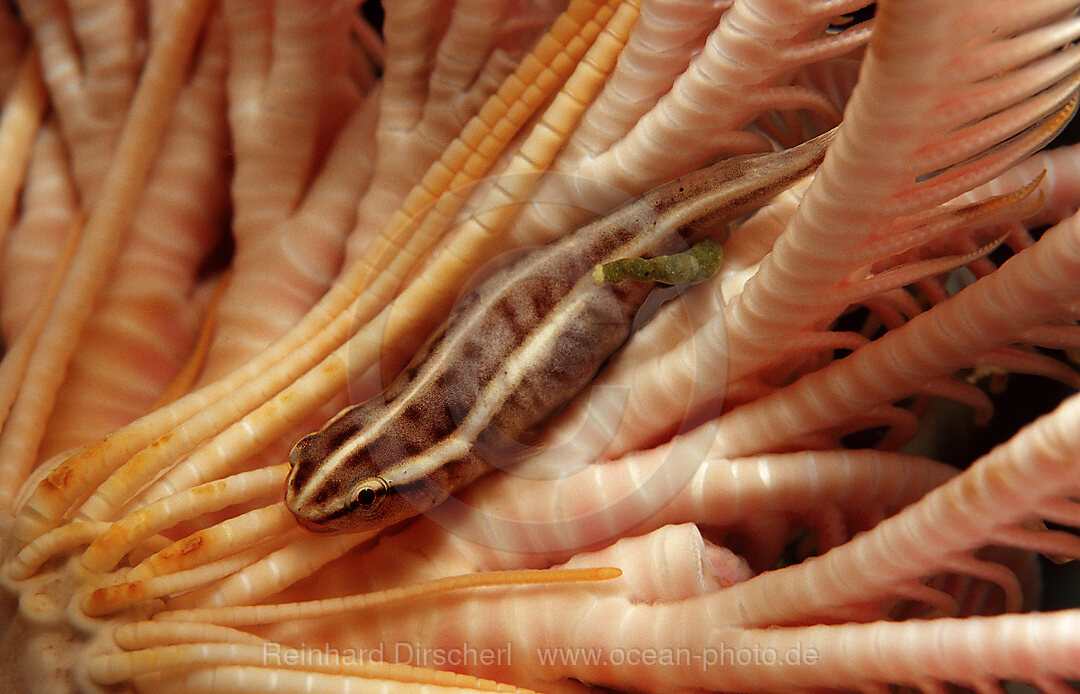 Crinoid clingfish
