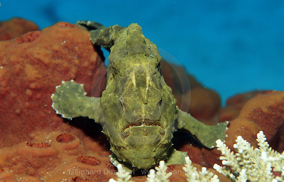 Giant frogfish, Antennarius commersonii, Indian Ocean, Komodo National Park, Indonesia