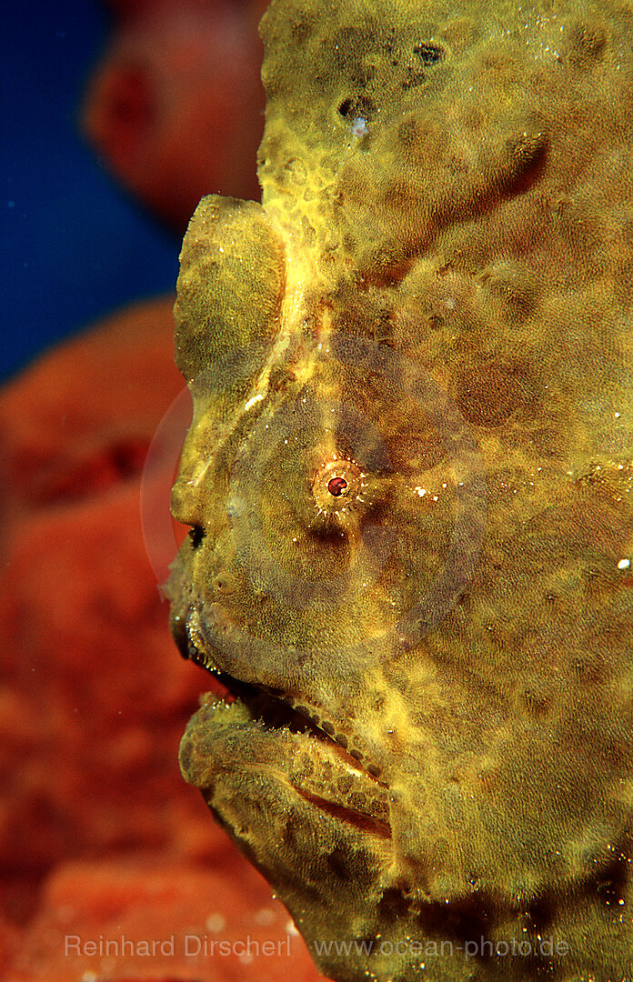 Giant frogfish