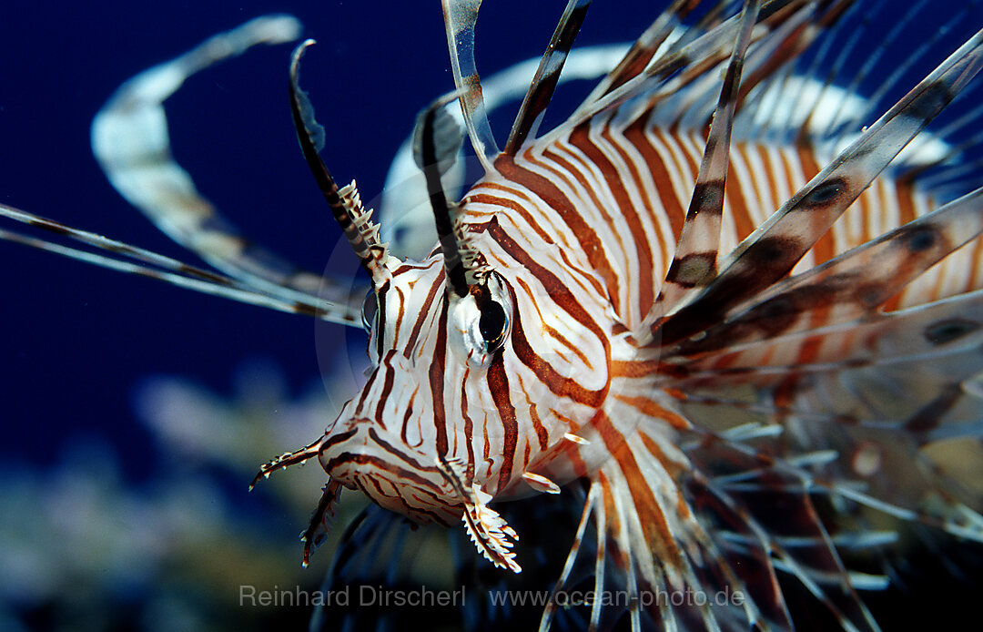 lionfish, turkeyfish, Pterois volitans, Indian Ocean, Komodo National Park, Indonesia