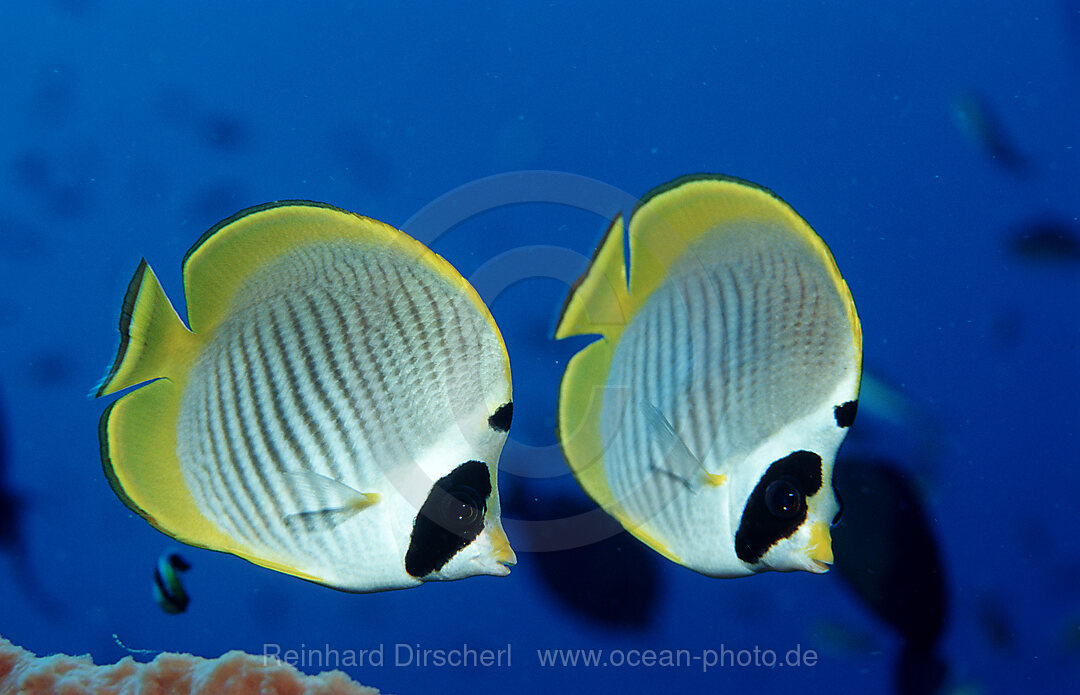 Panda butterflyfish