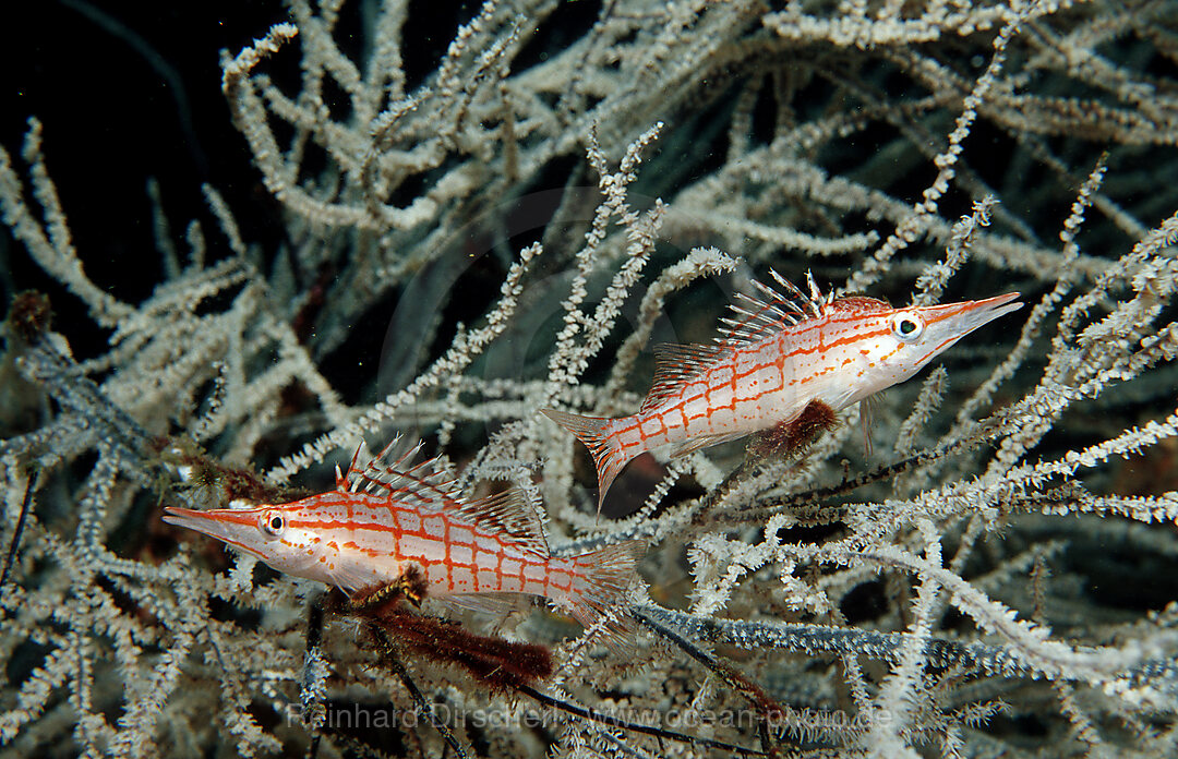 Two Longnose hawkfish