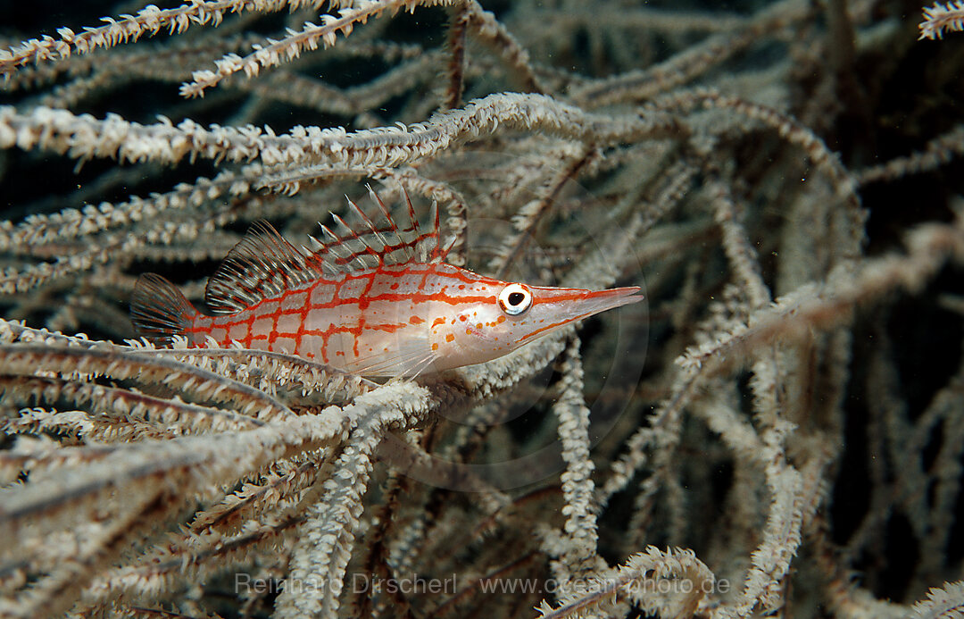 Longnose hawkfish, Oxycirrhites typus, Indian Ocean, Komodo National Park, Indonesia