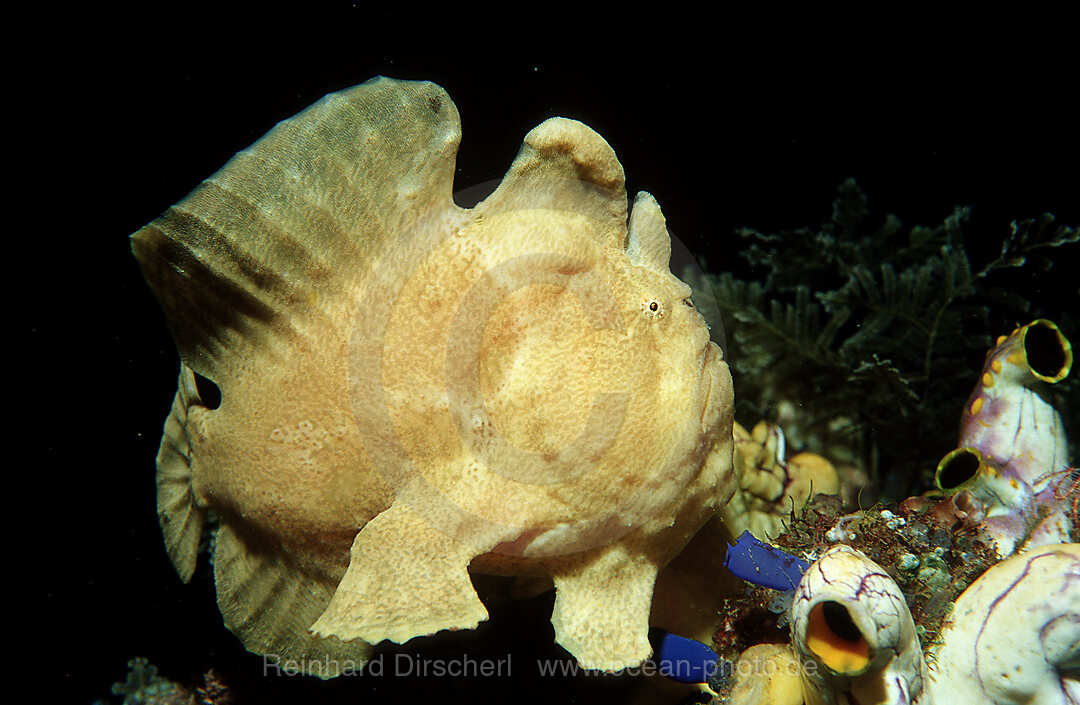 Giant frogfish