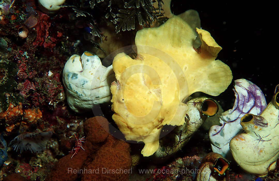 Giant frogfish
