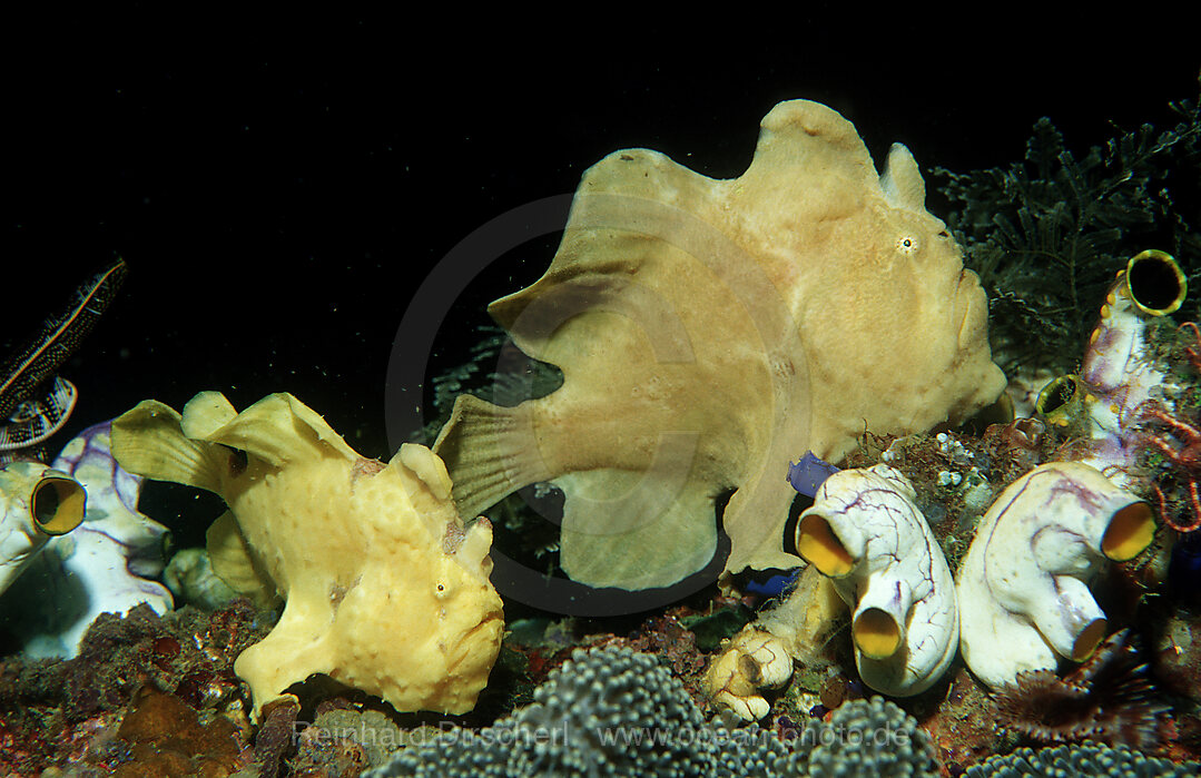 Two Giant frogfishes