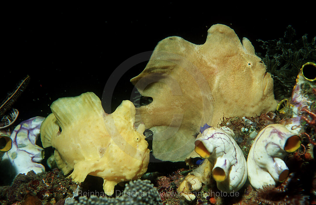 Two Giant frogfishes, Antennarius commersonii, Indian Ocean, Komodo National Park, Indonesia