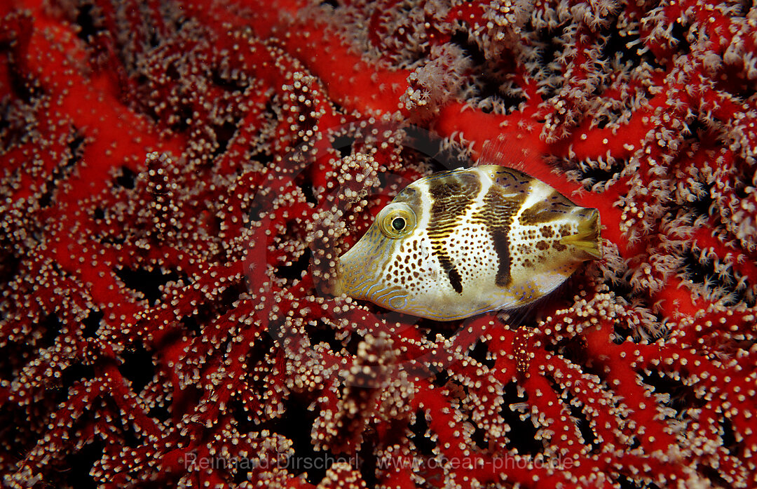 Black-saddled puffer, Canthigaster valentini, Indian Ocean, Komodo National Park, Indonesia